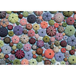 Puzzle 1000 Oursins - IkaIpaka Royan