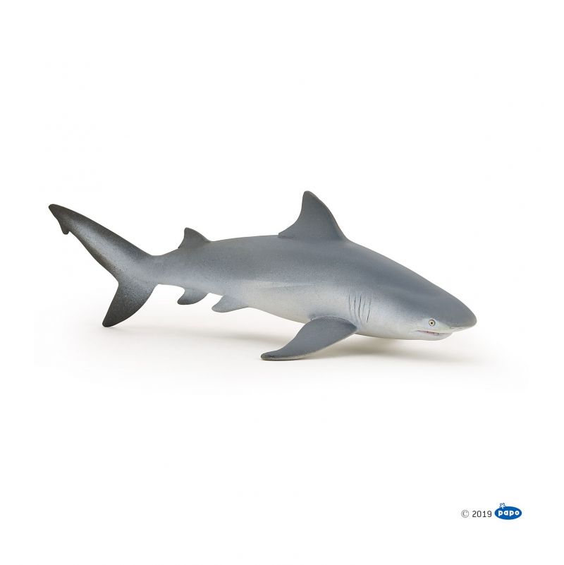 Requin Bouledogue - IkaIpaka Royan