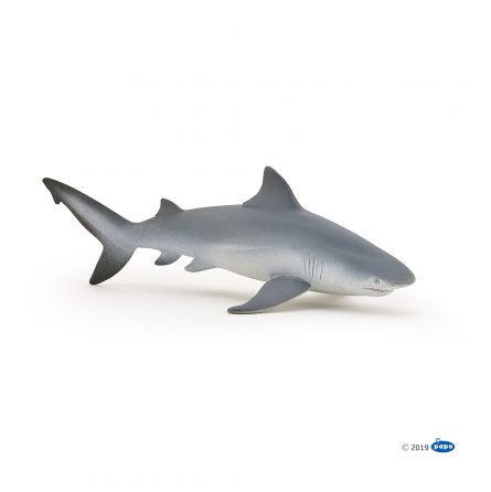 Requin Bouledogue - IkaIpaka Royan