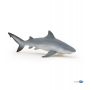Requin Bouledogue - IkaIpaka Royan