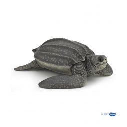Tortue Luth PAPO - IkaIpaka Royan