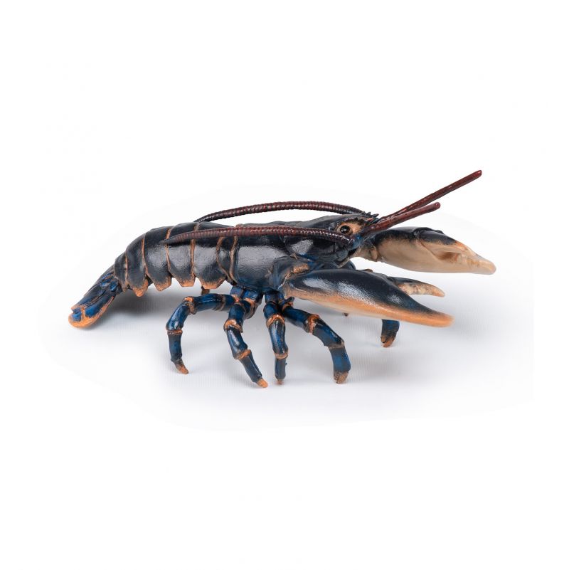 Homard PAPO - IkaIpaka Royan