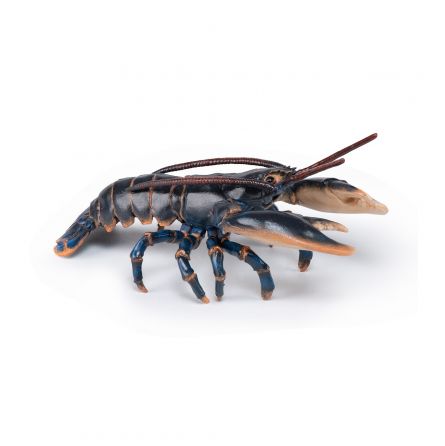 Homard PAPO - IkaIpaka Royan