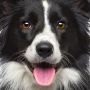Puzzle Q 66p Chien Curiosi - IkaIpaka Royan