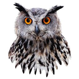 Puzzle 300p I AM mini Hibou - IkaIpaka Royan