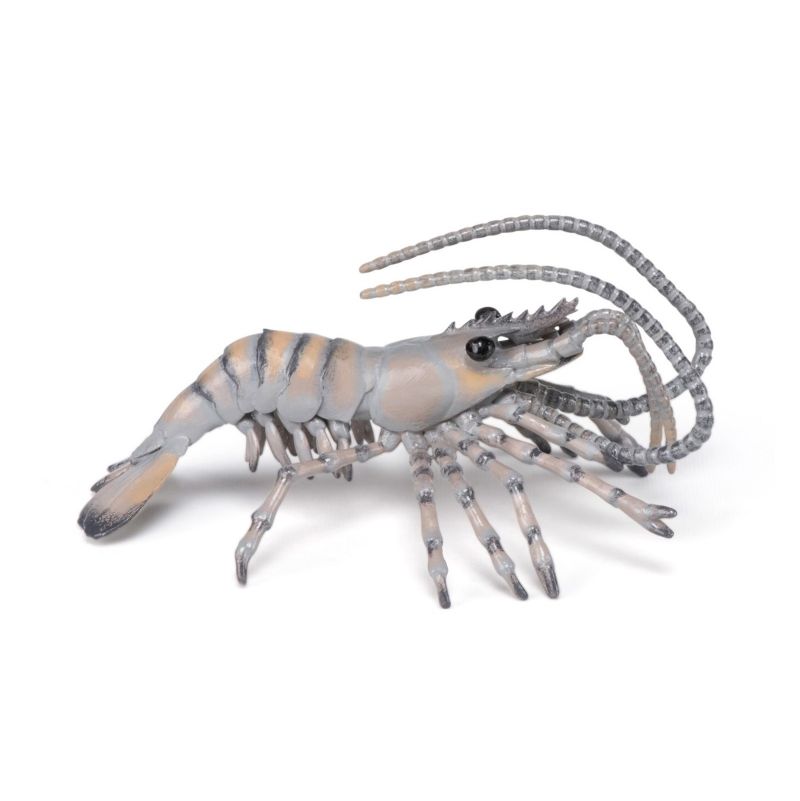 Crevette PAPO - IkaIpaka Royan