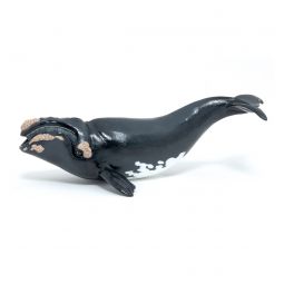 Jeune Baleine Franche Papo Papo Ikaipaka jeux & jouets Royan