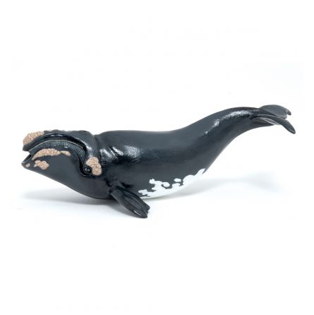 Jeune Baleine Franche Papo Papo Ikaipaka jeux & jouets Royan