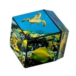 Shashibo Ocean  Ikaipaka jeux & jouets Royan