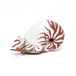 Nautile PAPO Papo Ikaipaka jeux & jouets Royan