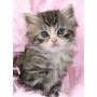 Puzzle 500p Chaton Ravensburger Ikaipaka jeux & jouets Royan