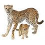 Guepard et son bébé Papo - IkaIpaka Royan