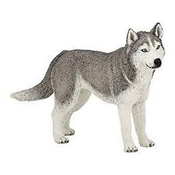 Husky de sibérie Papo - IkaIpaka Royan