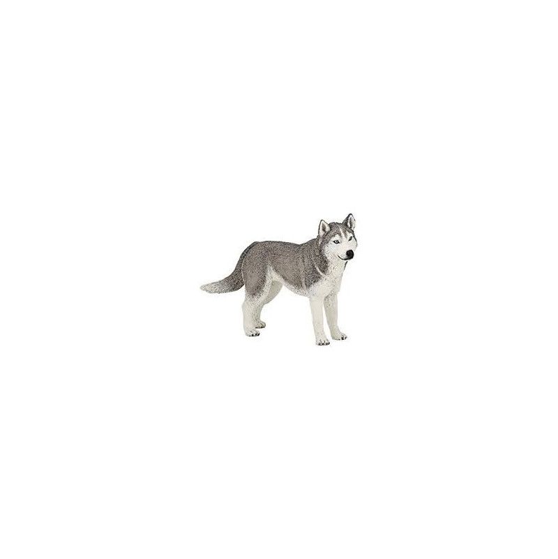 Husky de sibérie Papo - IkaIpaka Royan