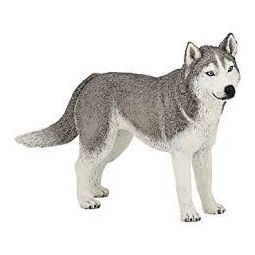 Husky de sibérie Papo - IkaIpaka Royan