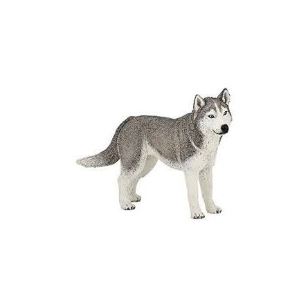 Husky de sibérie Papo - IkaIpaka Royan