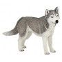 Husky de sibérie Papo - IkaIpaka Royan