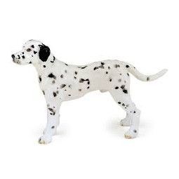 Dalmatien Papo - IkaIpaka Royan