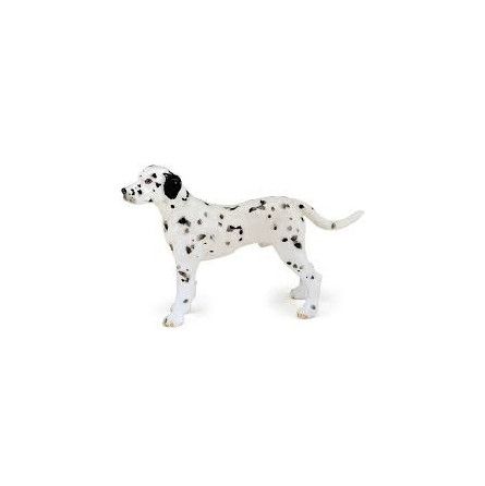 Dalmatien Papo - IkaIpaka Royan