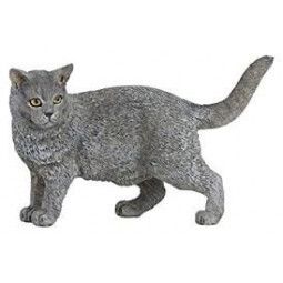 Chat Chartreux Papo - IkaIpaka Royan