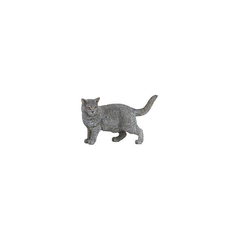 Chat Chartreux Papo - IkaIpaka Royan