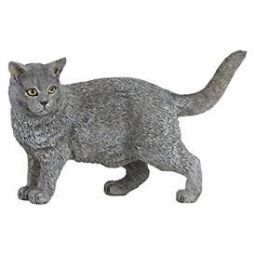 Chat Chartreux Papo - IkaIpaka Royan