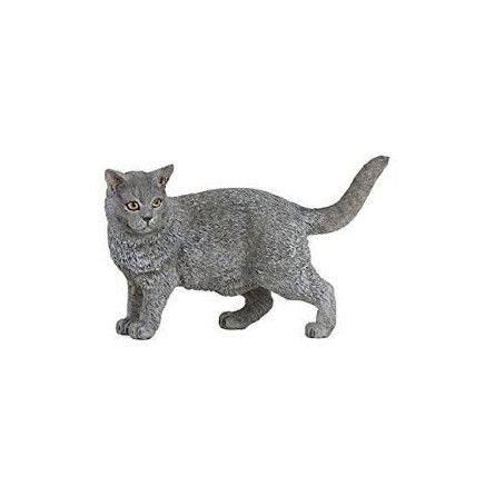 Chat Chartreux Papo - IkaIpaka Royan