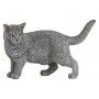 Chat Chartreux Papo - IkaIpaka Royan