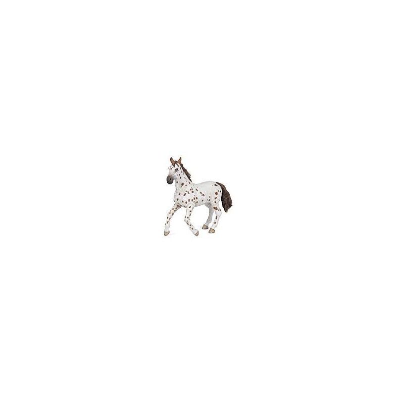 Jument appaloosa Papo - IkaIpaka Royan