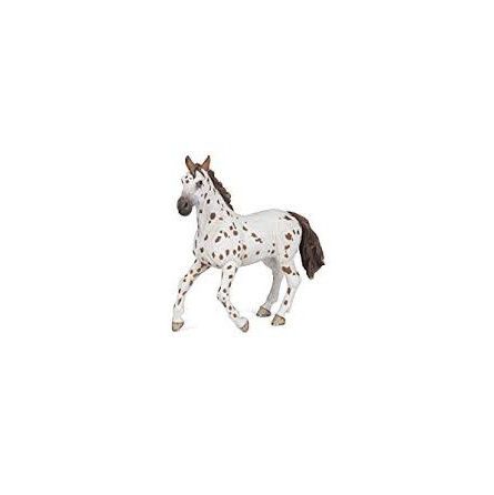 Jument appaloosa Papo - IkaIpaka Royan