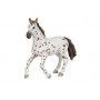 Jument appaloosa Papo - IkaIpaka Royan