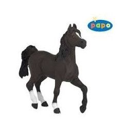 Cheval arabe Papo - IkaIpaka Royan
