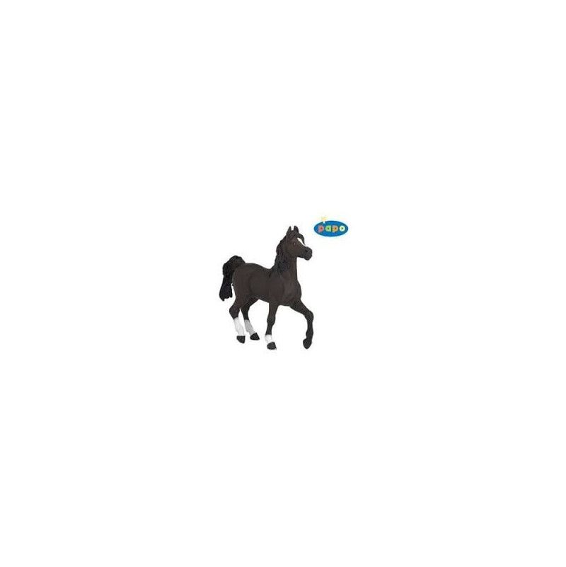 Cheval arabe Papo - IkaIpaka Royan