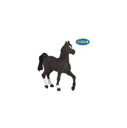 Cheval arabe Papo - IkaIpaka Royan