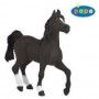Cheval arabe Papo - IkaIpaka Royan