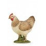 Poule Rousse Papo - IkaIpaka Royan