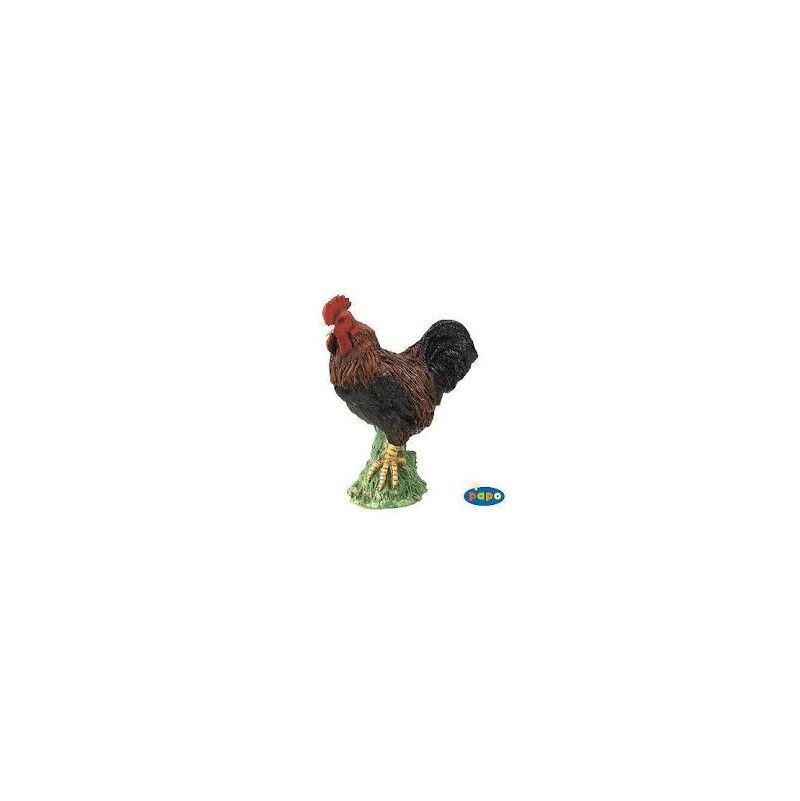 Coq Papo - IkaIpaka Royan