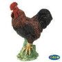 Coq Papo - IkaIpaka Royan