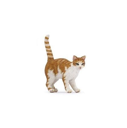 Chat roux Papo - IkaIpaka Royan
