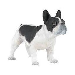 Bouledogue français noir et blanc - IkaIpaka Royan