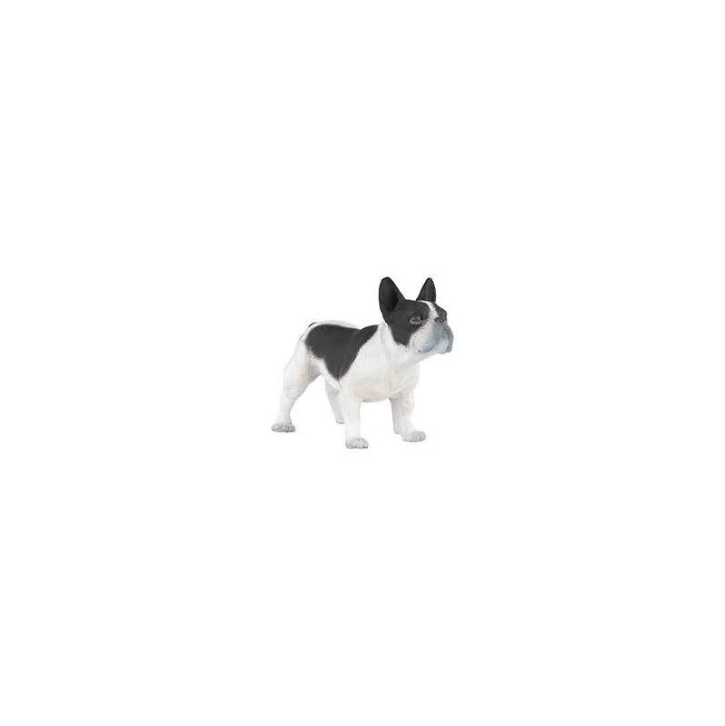 Bouledogue français noir et blanc - IkaIpaka Royan