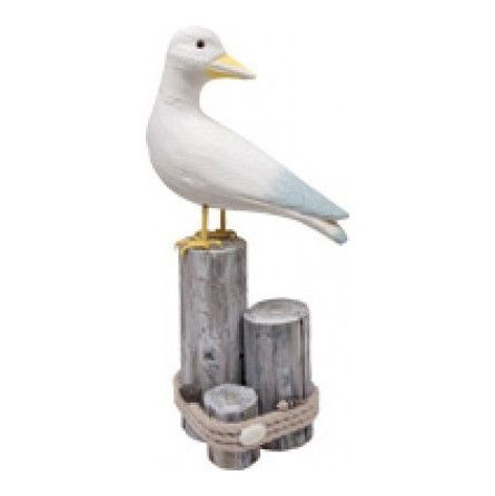Mouette maximilien - IkaIpaka Royan
