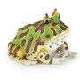 Grenouille cornue - IkaIpaka Royan