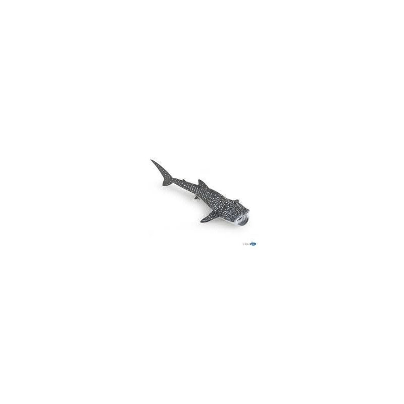 Requin baleine papo - IkaIpaka Royan