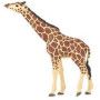 Girafe tête levée papo - IkaIpaka Royan