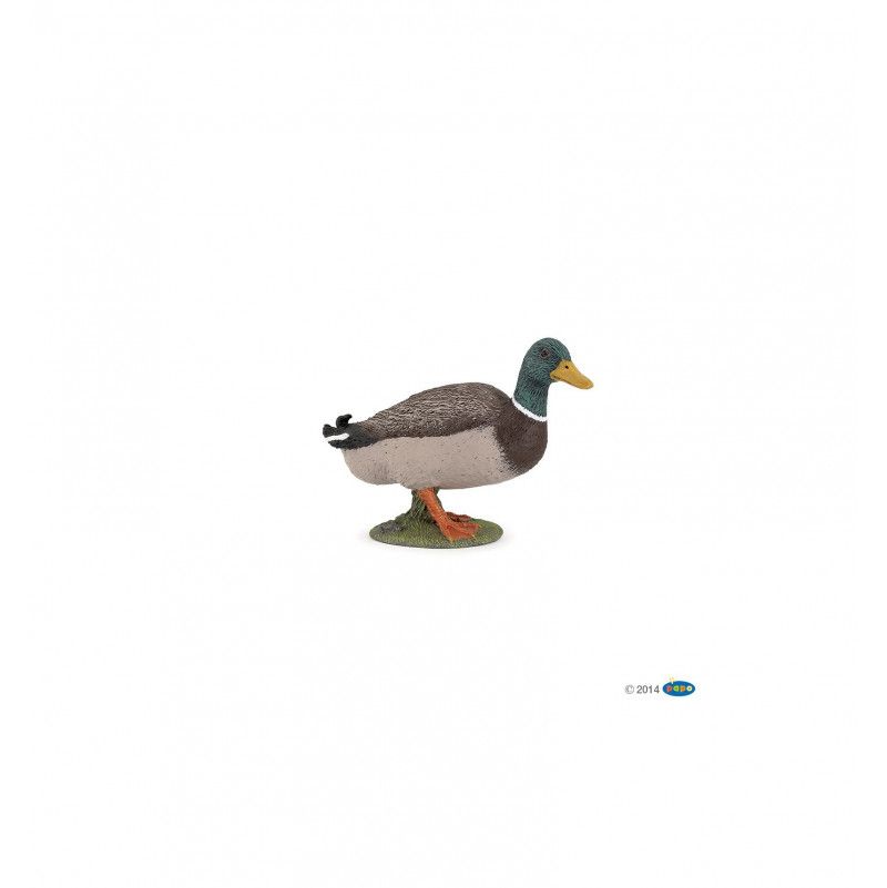 Canard Colvert - IkaIpaka Royan