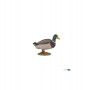Canard Colvert - IkaIpaka Royan