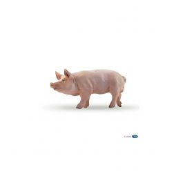 Cochon Verrat - IkaIpaka Royan
