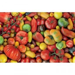Puzzle 1000 Tomates Piatnik Ikaipaka jeux & jouets Royan