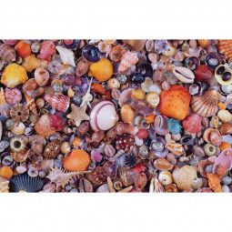 Puzzle 1000 Coquillages Piatnik Ikaipaka jeux & jouets Royan